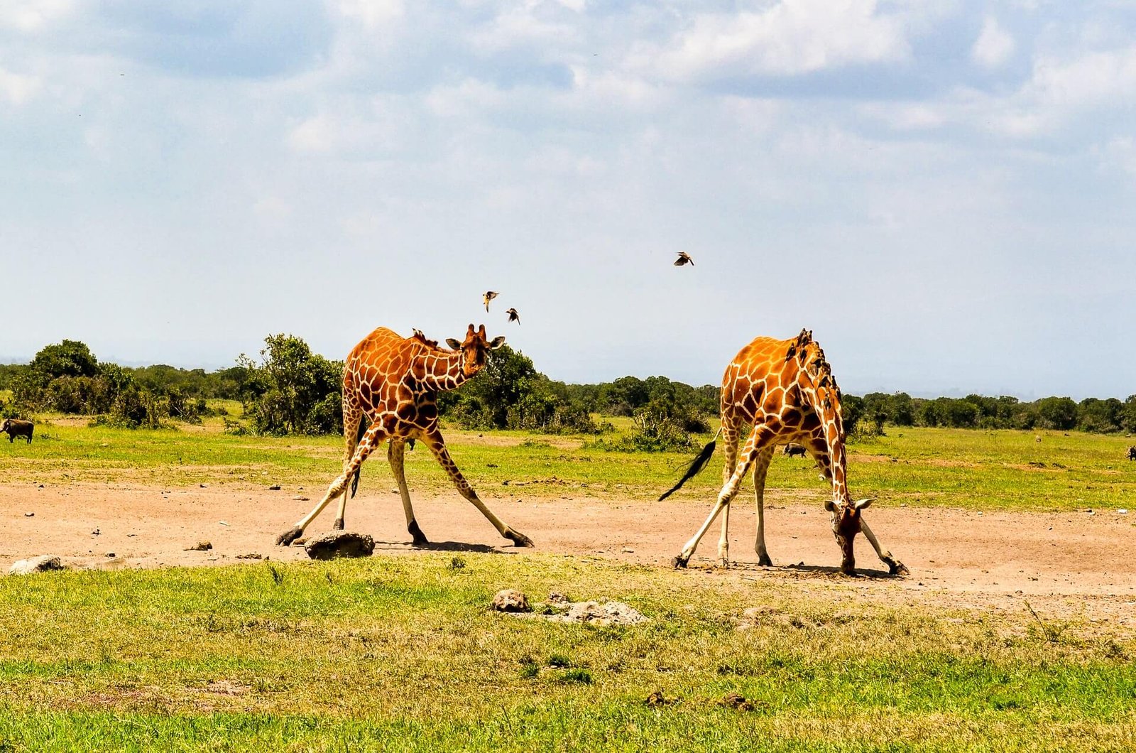 Africa3.jpg